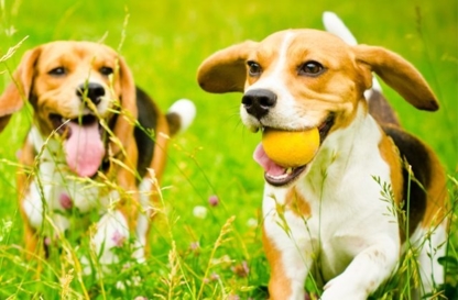 View Scholars In Collars Dog Training’s Toronto profile