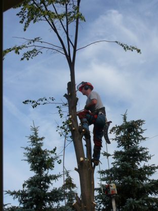 View D F Wilby Tree Surgeons’s Dundas profile