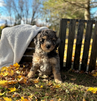 Blueridge Bernedoodles - Éleveurs de chiens