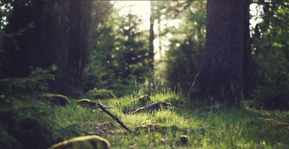 Kelsey Tree Services - Service d'entretien d'arbres