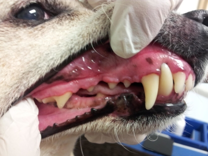 K9 Healthy Smiles - Régimes de soins médicaux pour animaux de compagnie