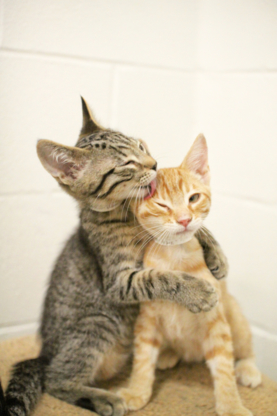 Calgary Humane Society - Animal Shelters & Protection Services