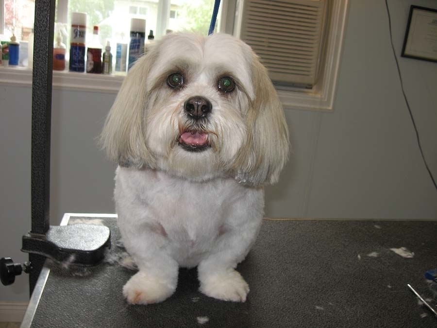 Heads To Tails Pet Grooming - Toilettage et tonte d'animaux domestiques