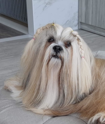 The Clean Dog - Pet Grooming, Clipping & Washing