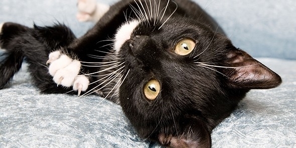 Kerrisdale Veterinary Hospital Ltd - Veterinarians