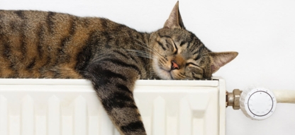 our house dog boarding red deer