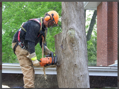 Thomas Tree Removal Limited - Service d'entretien d'arbres