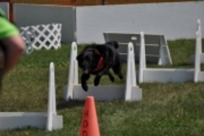 Team Fido Dog Training - Dog Training & Pet Obedience Schools
