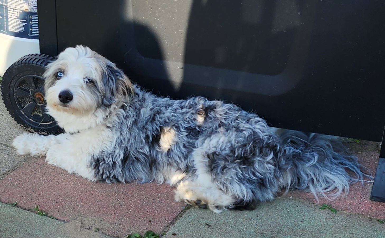 Le Paradis du Chien Horaire d'ouverture 2240 RANG FONTARABIE