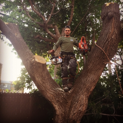 Services d'Arbres David Lavoie - Tree Service