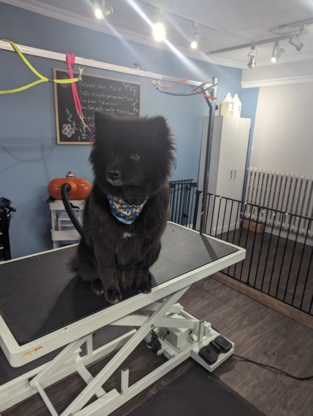 Jessica Toilettage - Toilettage et tonte d'animaux domestiques