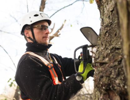 Forestwood Tree Service - Service d'entretien d'arbres