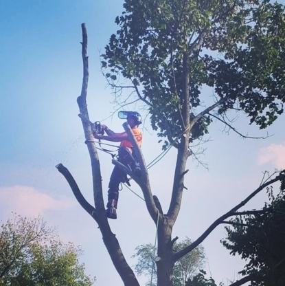 M & M Tree Service - Service d'entretien d'arbres
