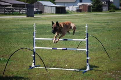 Clicker Buddies - Dog Training & Pet Obedience Schools