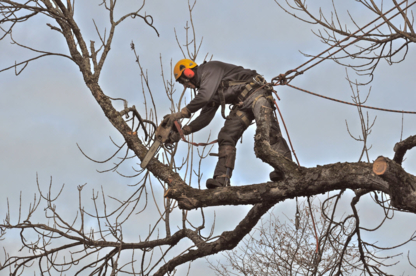 Arboriculture Nicolas Gosselin - Service d'entretien d'arbres