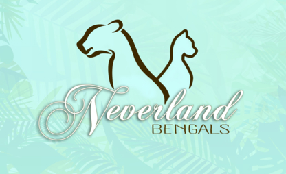 Neverland Bengals - Animal Breeders