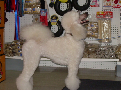 Animalerie Festin Animal - Magasins de nourriture pour animaux