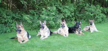 Tersha Kennels - Dog Training & Pet Obedience Schools