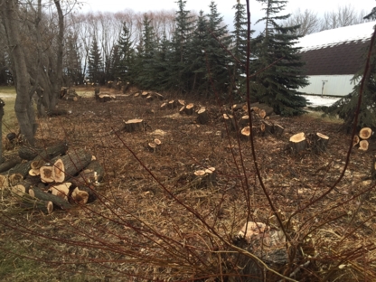 New Ground Tree Stump Removal - Service d'entretien d'arbres