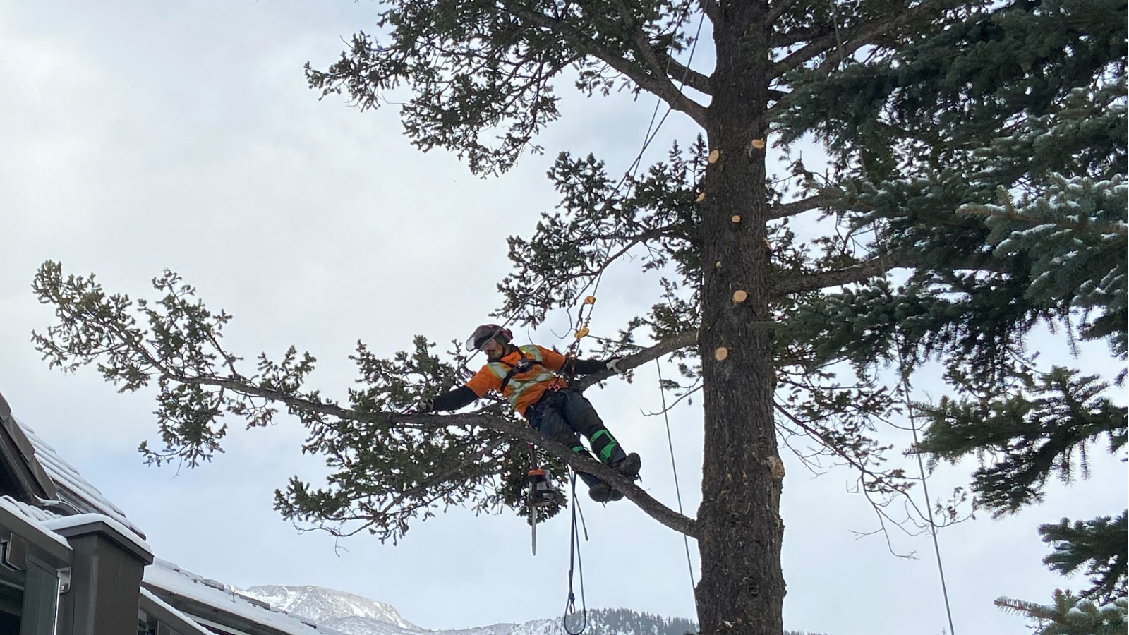 Ascent Tree Services Ltd. - Tree Service