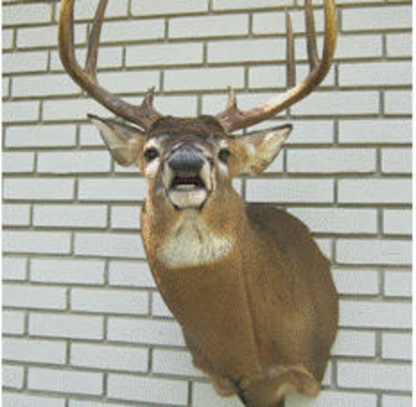 Woods And Water Taxidermy And Guiding Services - Taxidermists