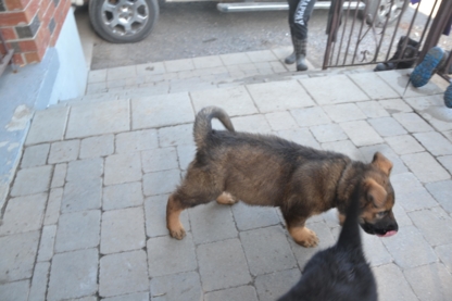 Kennel Club Boarding - Services pour animaux de compagnie
