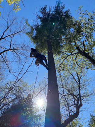 Emondage Tremblant - Service d'entretien d'arbres