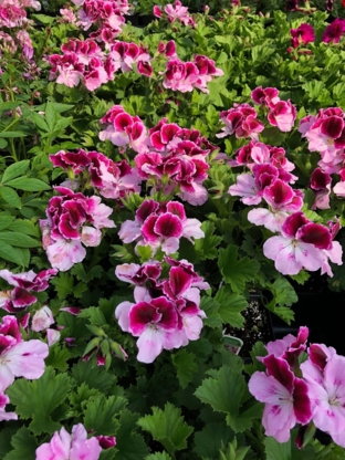 Serres Garrett Greenhouse - Artificial Flower & Plant Manufacturers & Wholesalers
