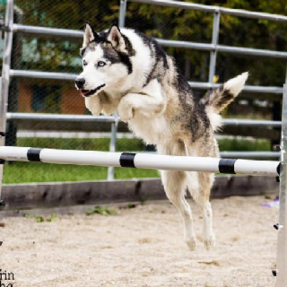 Dressage Equi-Canin - Dog Training & Pet Obedience Schools