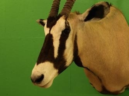 View Wild By Nature Taxidermy’s Humboldt profile