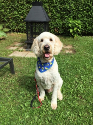 Toilettage Griffon d'Art - Pet Grooming, Clipping & Washing