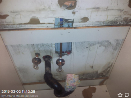Ontario Mould Specialists Ltd - Contrôle et traitement des moisissures