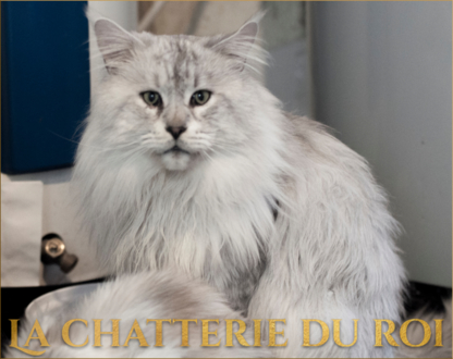 Voir le profil de Chatterie du roi - Chénéville