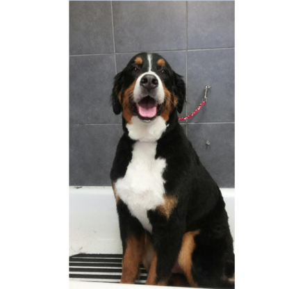 Toilettage Puppy Love - Pet Grooming, Clipping & Washing