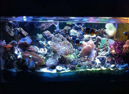 Empire Reef - Aquariums et accessoires