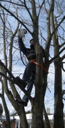 Professional Tree Services - Tree Service