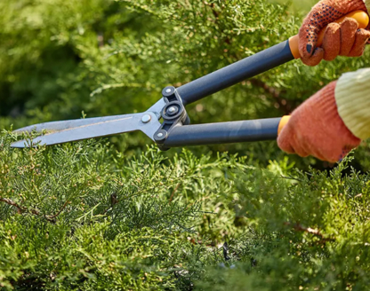 MM Aménagement - Service d'entretien d'arbres