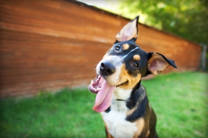 Apprentissage Canin - Dog Training & Pet Obedience Schools