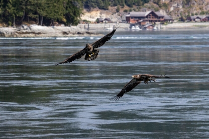 Discovery West Adventures - Whale Watching