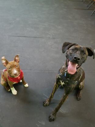 Audrey Lebeau - Intervenante Canin - Dog Training & Pet Obedience Schools
