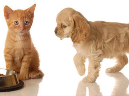Four Paws Pet Grocery & Boutique - Pet Shops