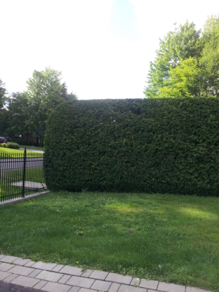 Francis Cedar Hedge Trimming - Tree Service