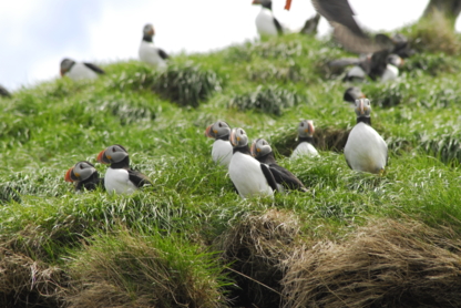 O'Brien's Whale & Bird Tours - Tourist Attractions