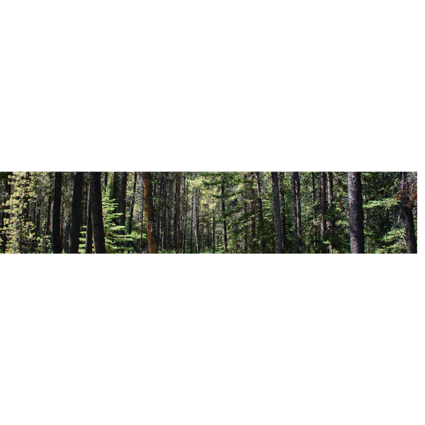 Shane's Tree Service - Tree Service