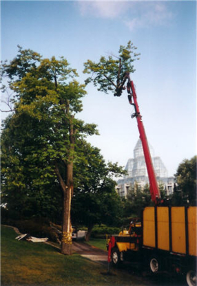 Hackett & Hill Tree Specialists - Tree Service