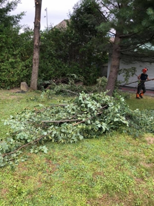 Abattage Dubois - Tree Service