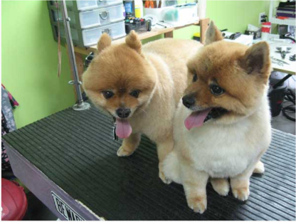 Shake A Paw Pet Grooming - Pet Grooming, Clipping & Washing