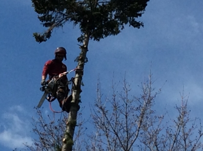 Service d'Arbres KleanKut Tree Services - Tree Service