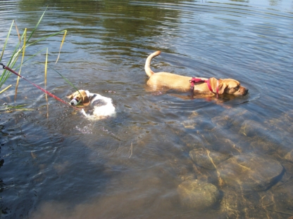 Carmin's Canine Retreat - Garderie d'animaux de compagnie