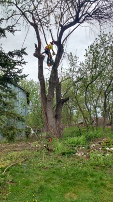 Deep Roots Quality Tree Services